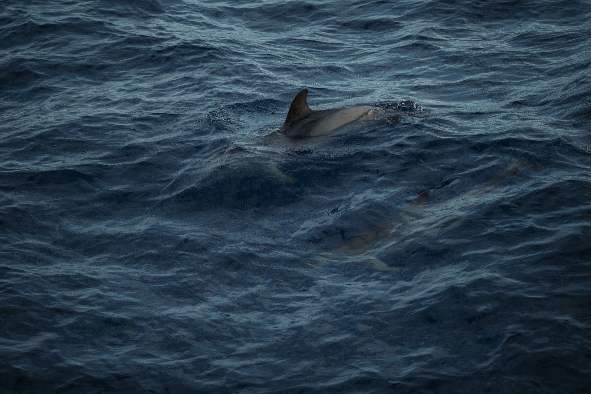 Dolphins gracefully swimming beneath the surface of a vast deep blue ocean.