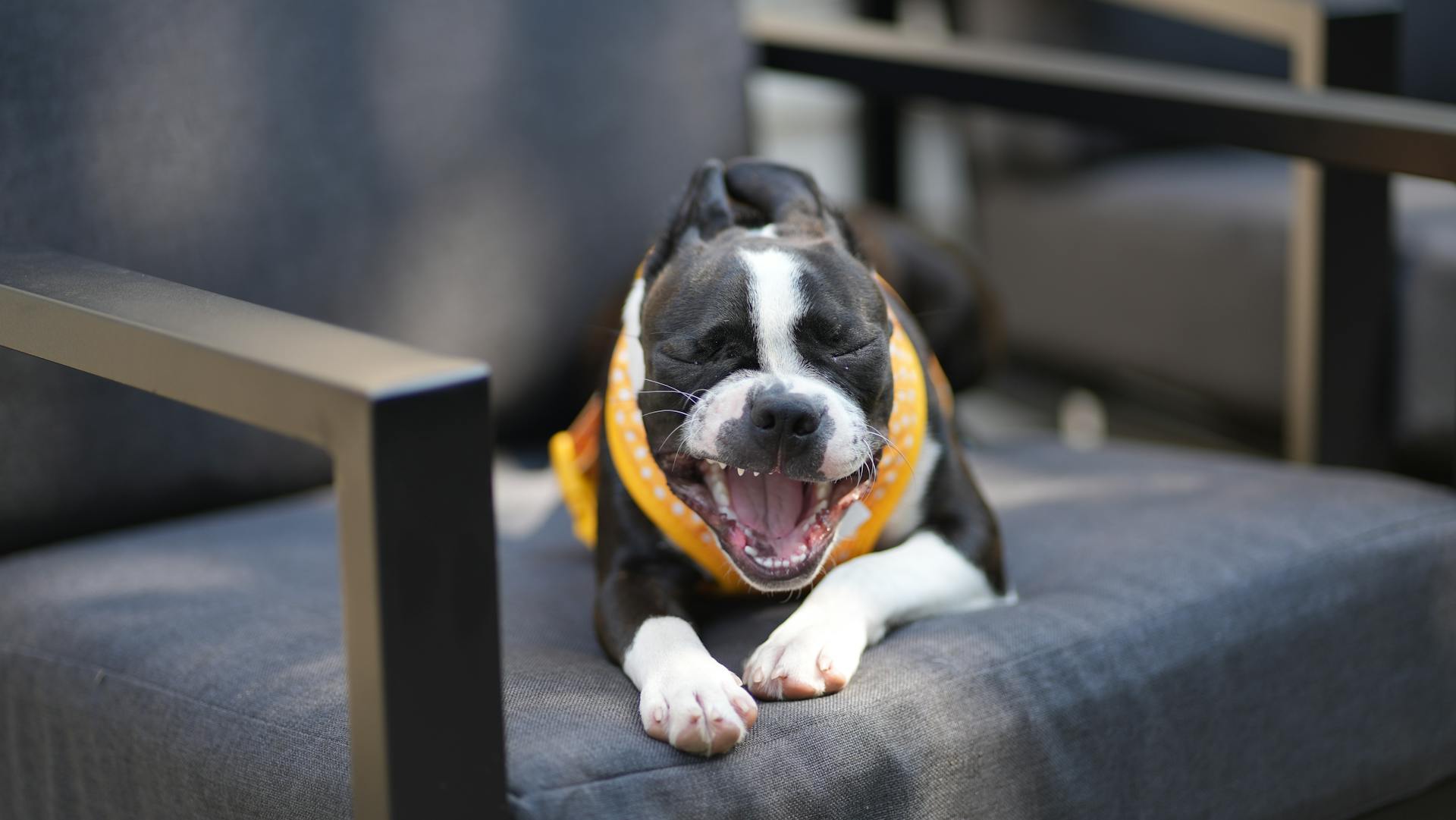 Boston terrier yawning