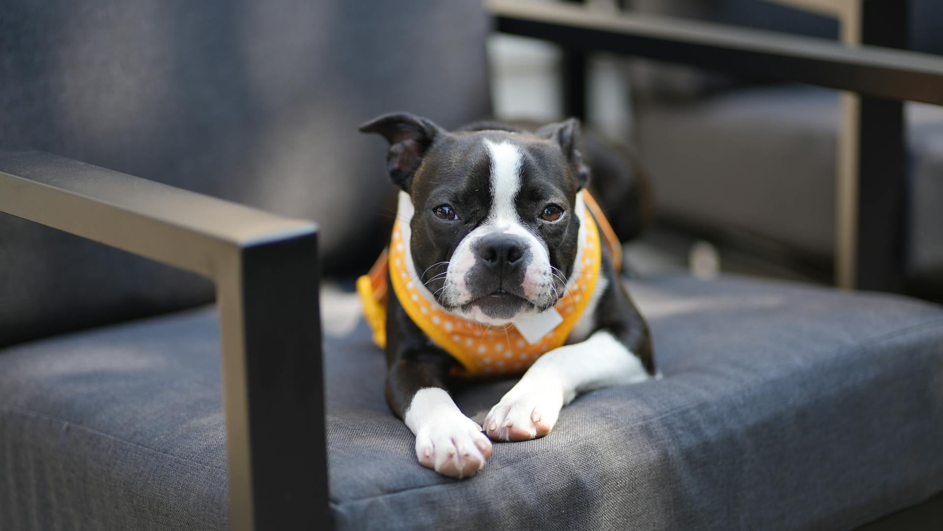 Boston terrier puppy