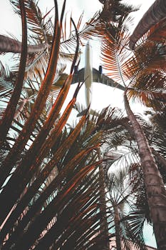 在巴哈马拿骚，飞机翱翔于晴朗的天空，掠过郁郁葱葱的棕榈树