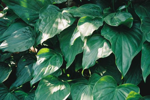 Vibrant close-up of lush green tropical leaves, showcasing natural beauty in Veracruz.