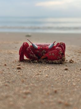 Close-up of a red crab on a sandy beach at daytime with ocean in the background.