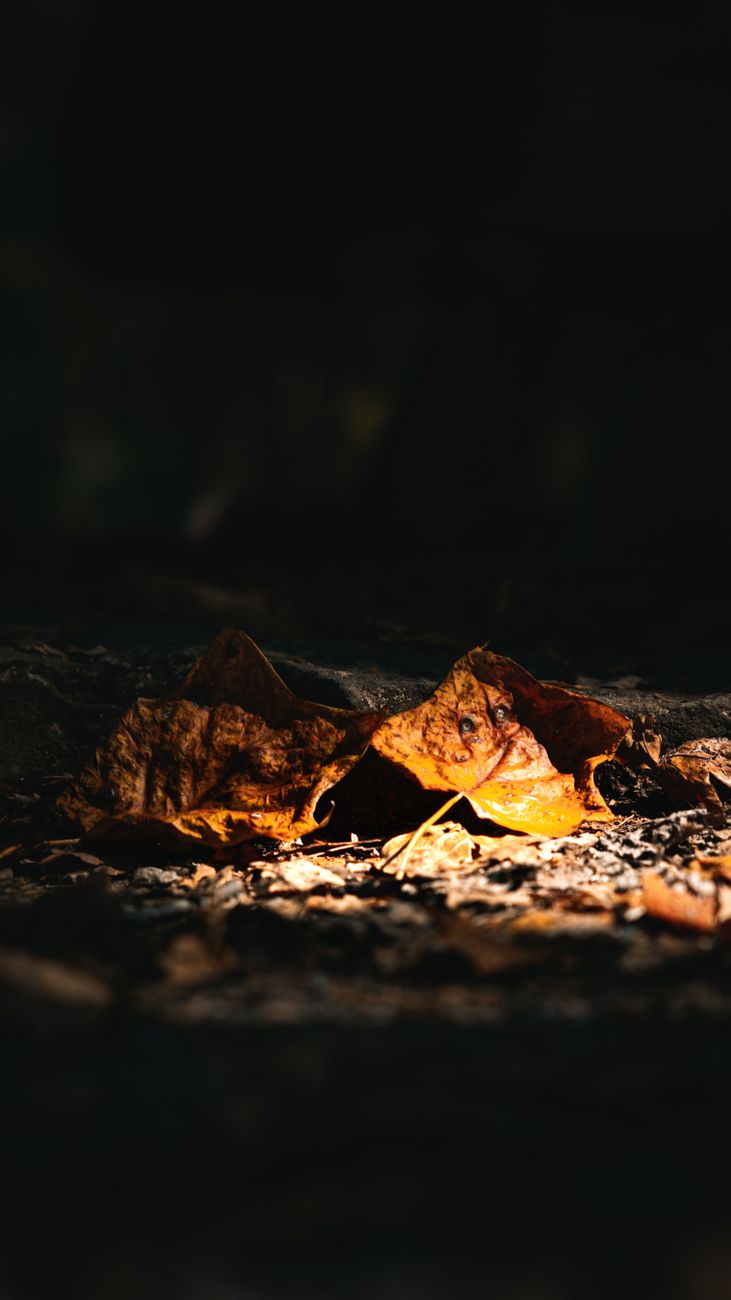 Close-up of fallen autumn leaves illuminated by sunlight, creating dramatic contrast.