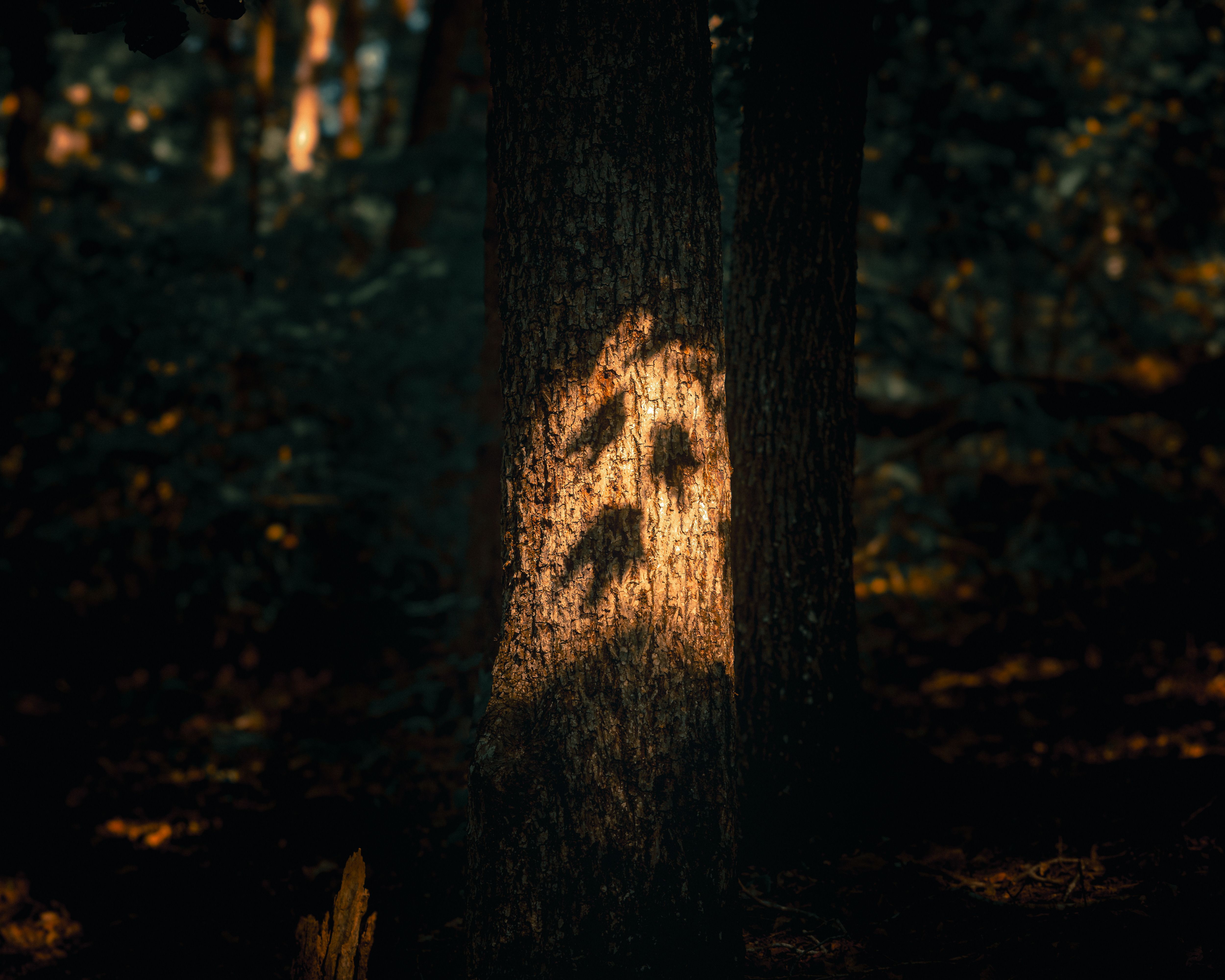 An eerie shadow cast on a tree trunk in a dimly lit autumn forest, creating a mysterious scene.