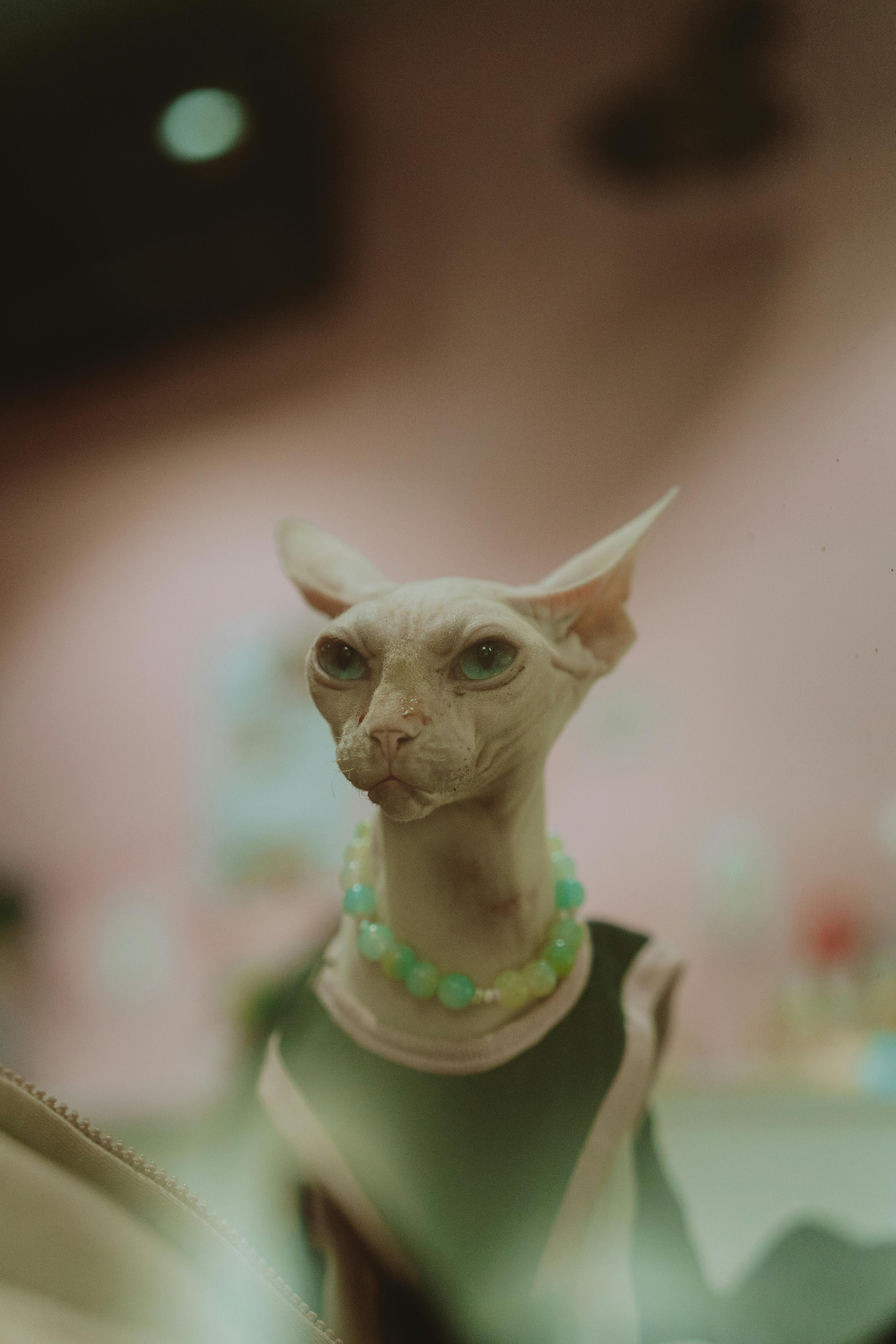 Gratuit Imagine de stoc gratuită din adorabil, animal de companie la modă, animal de companie unic Fotografie de stoc