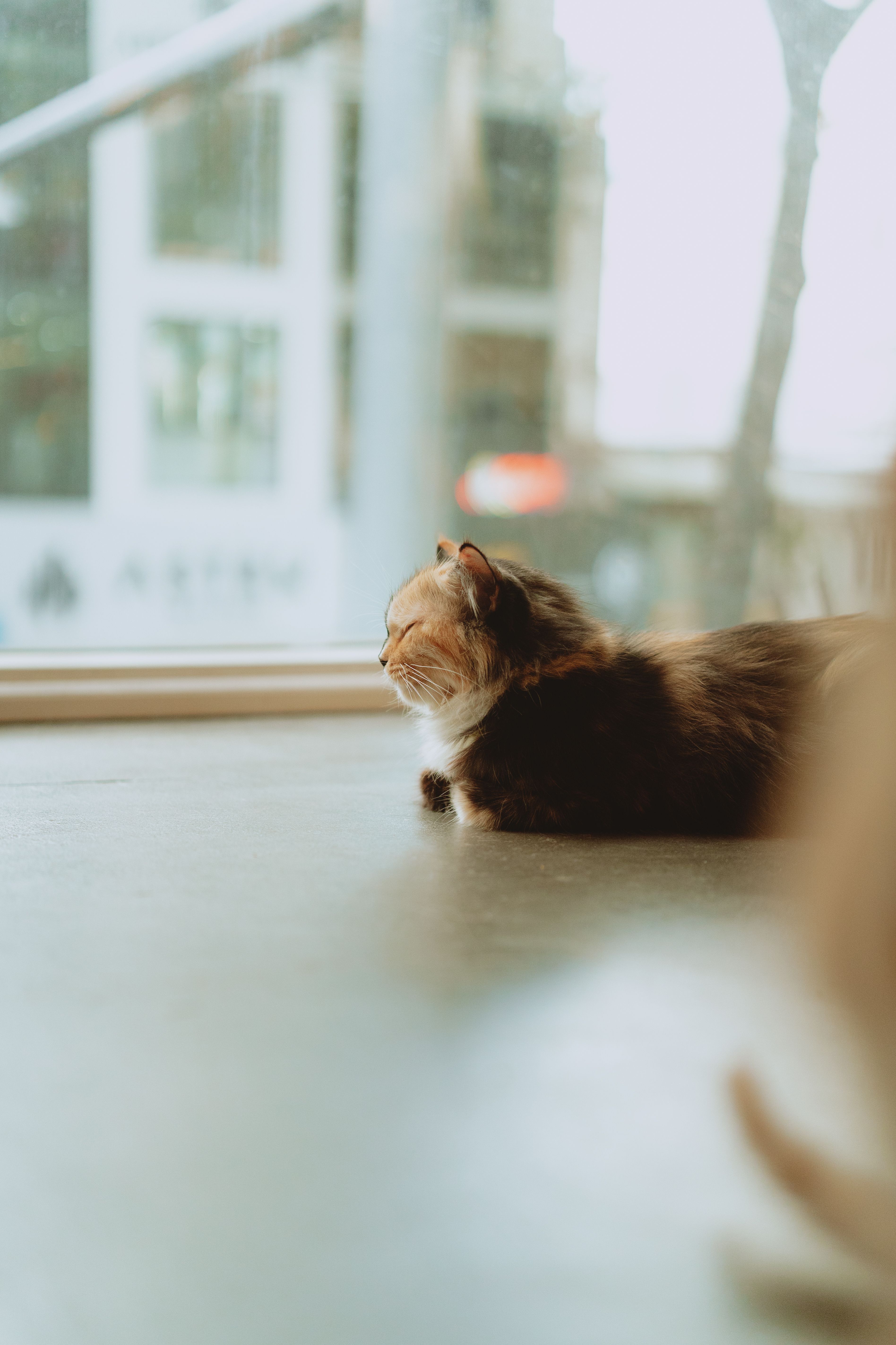 A cat sitting on a window sill looking out the window · Free Stock Photo