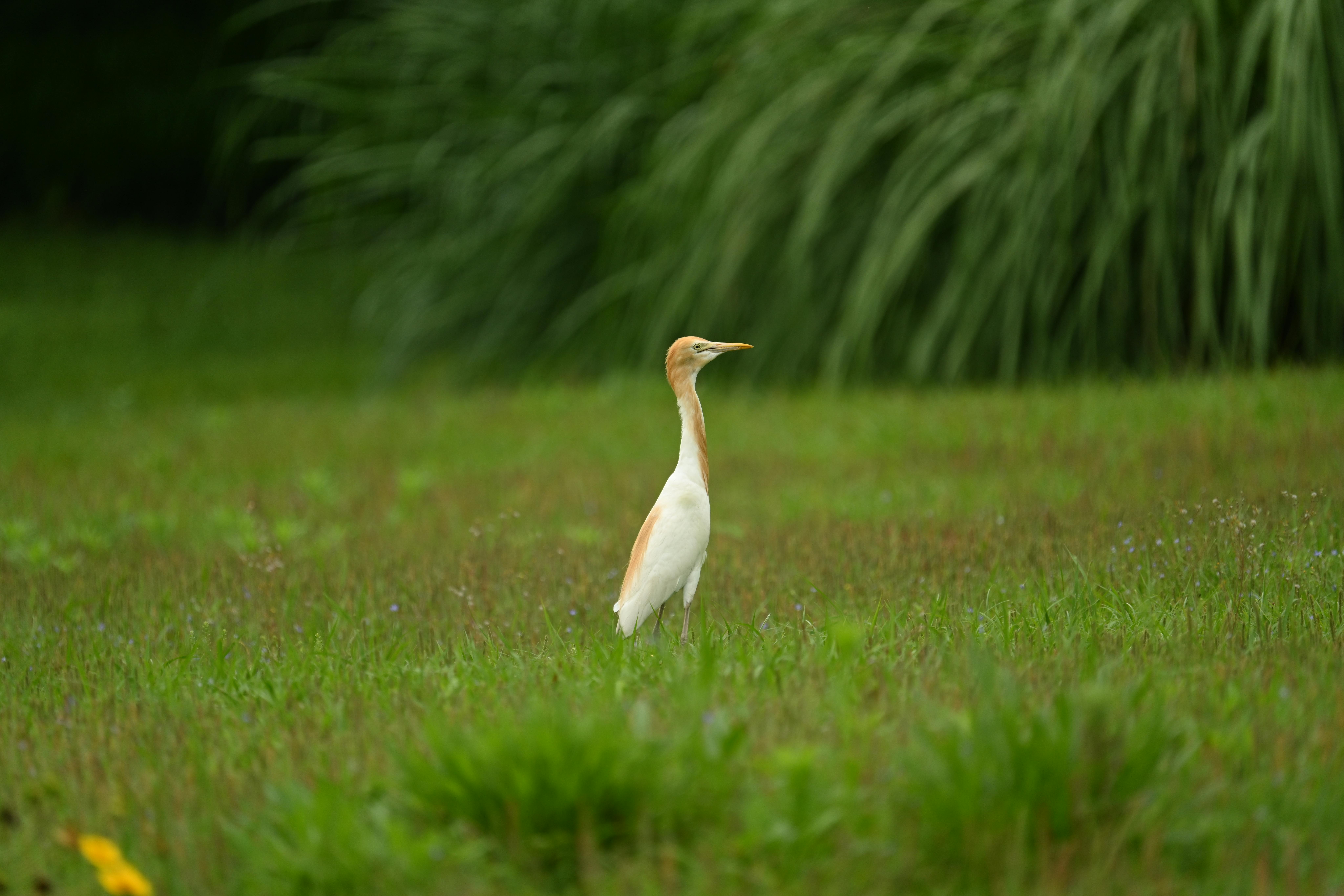 A solitary egret poised elegantly in a lush grassy field during daylight, showcasing nature's tranquility.