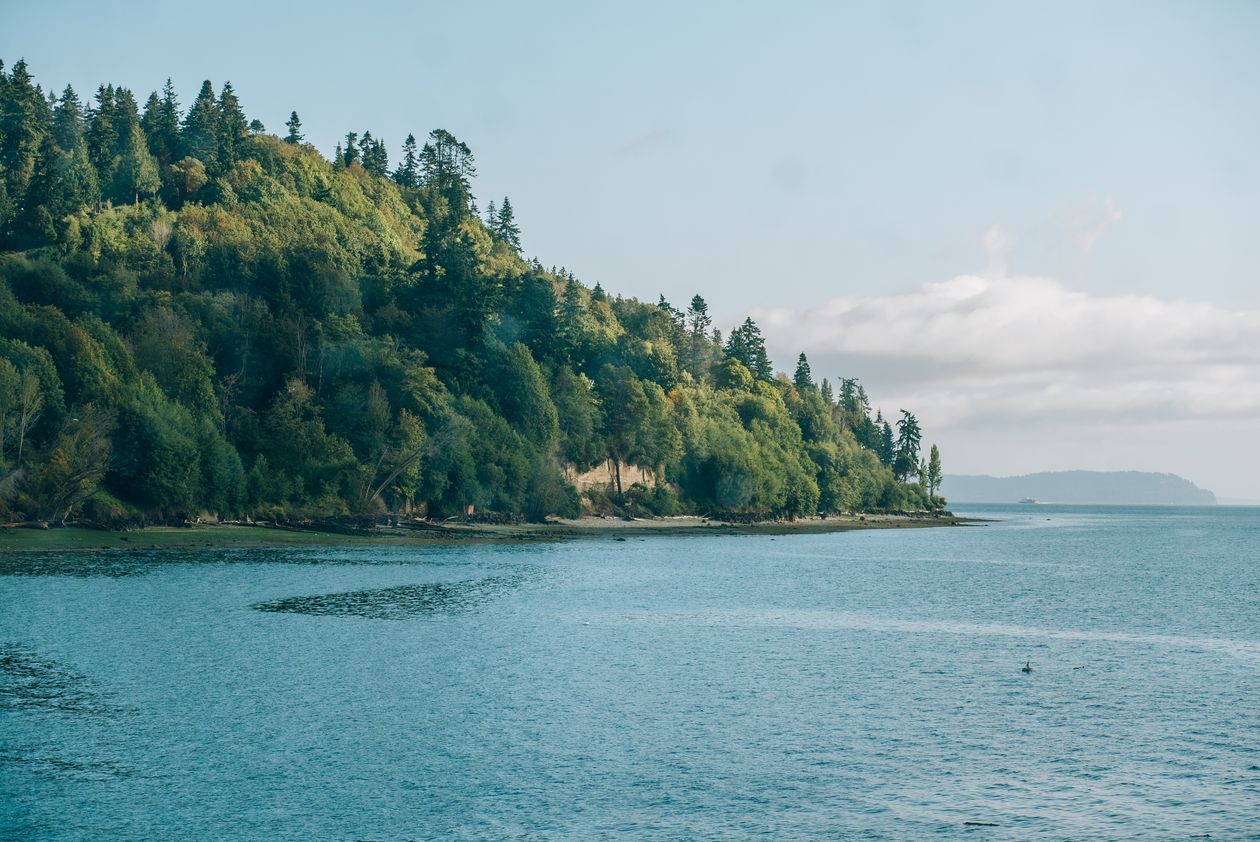 Evergreen shoreline seen from a boat near Seattle