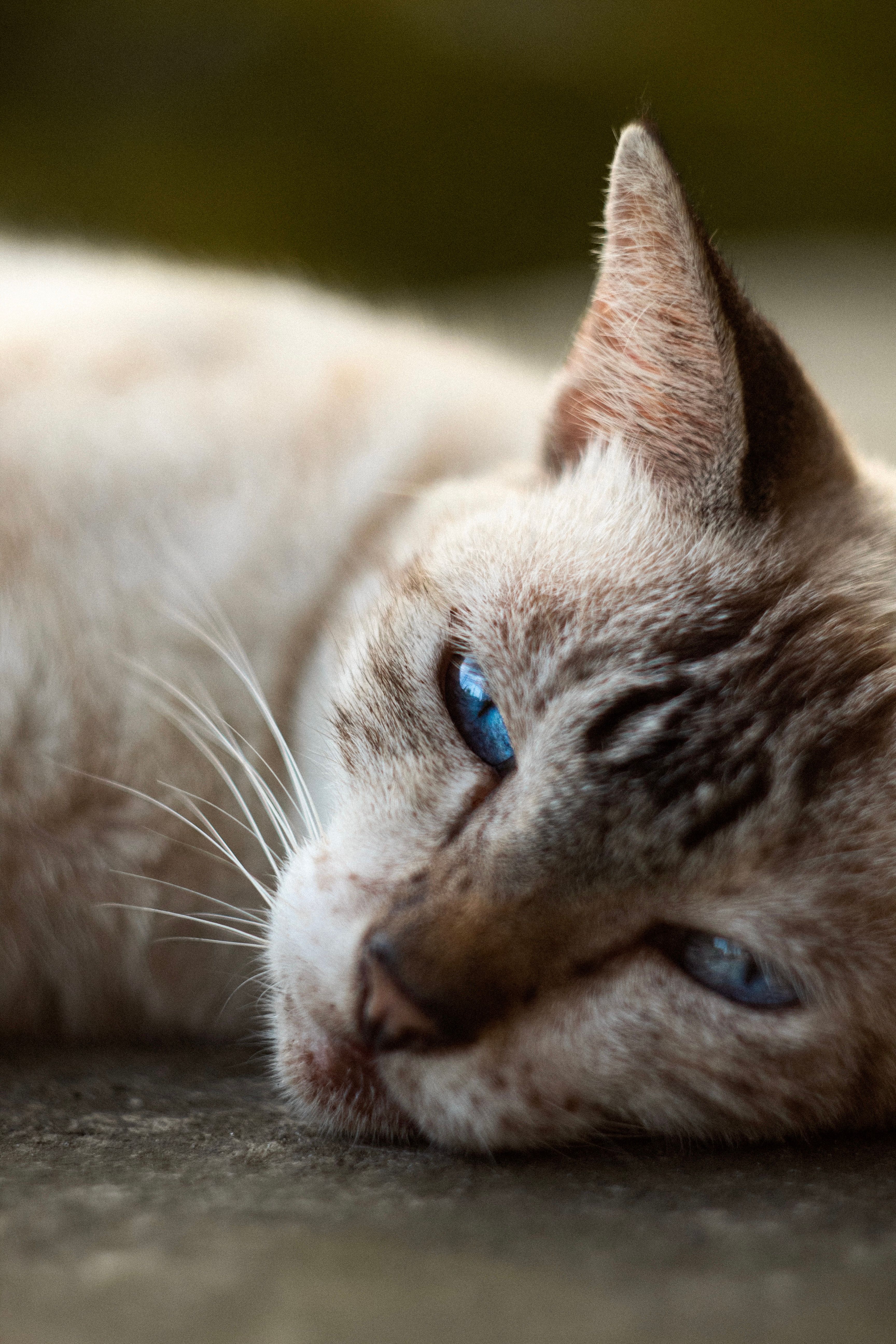 A cat with blue eyes laying on the ground · Free Stock Photo