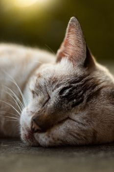 A peaceful cat sleeping outdoors in Breves, Brazil, showcasing relaxation.