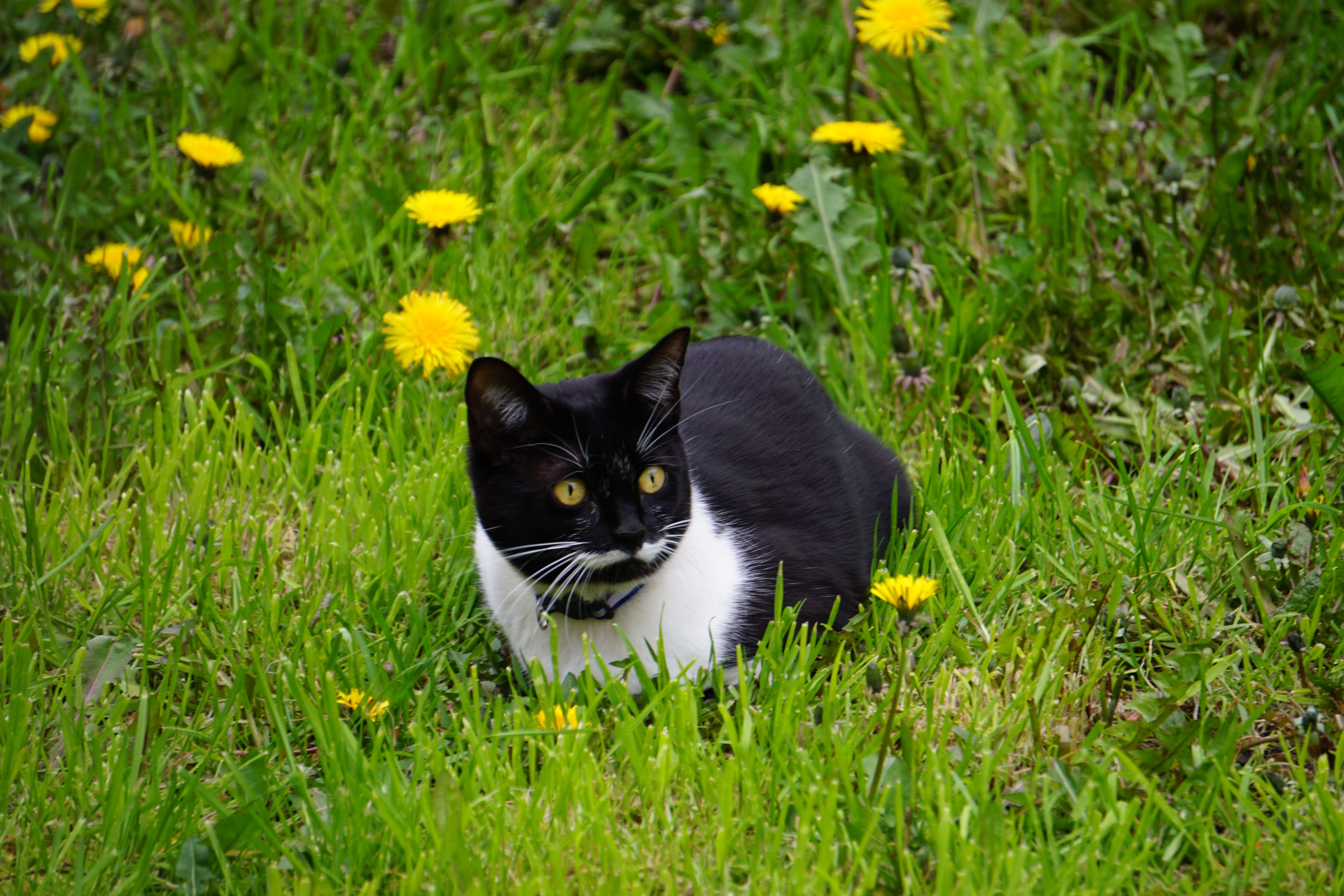 A black and white cat sitting in the grass · Free Stock Photo