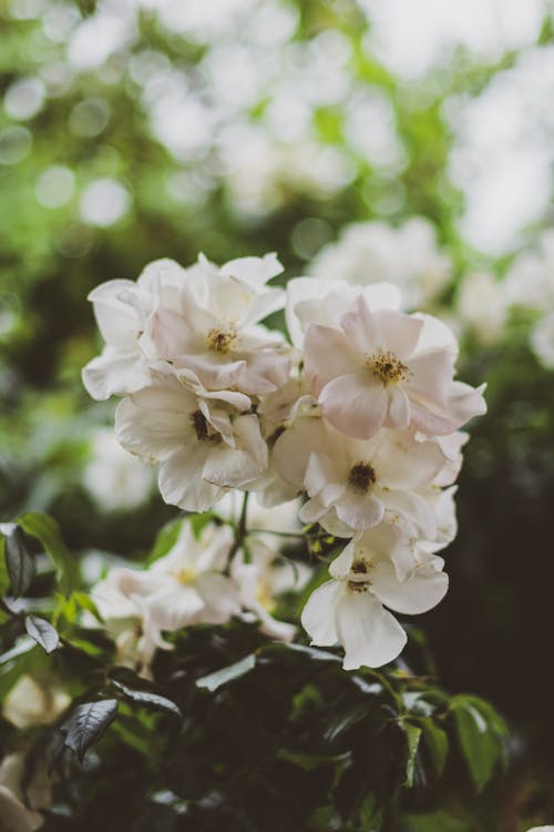 Fleurs Blanches