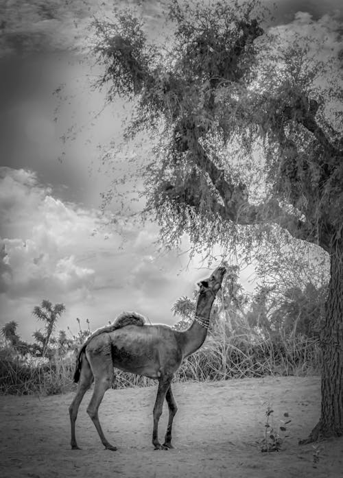 Free stock photo of adobe photoshop, animals, arabian camel