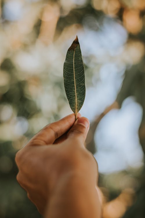 Foto De Foco Raso De Pessoa Segurando Uma Folha Verde