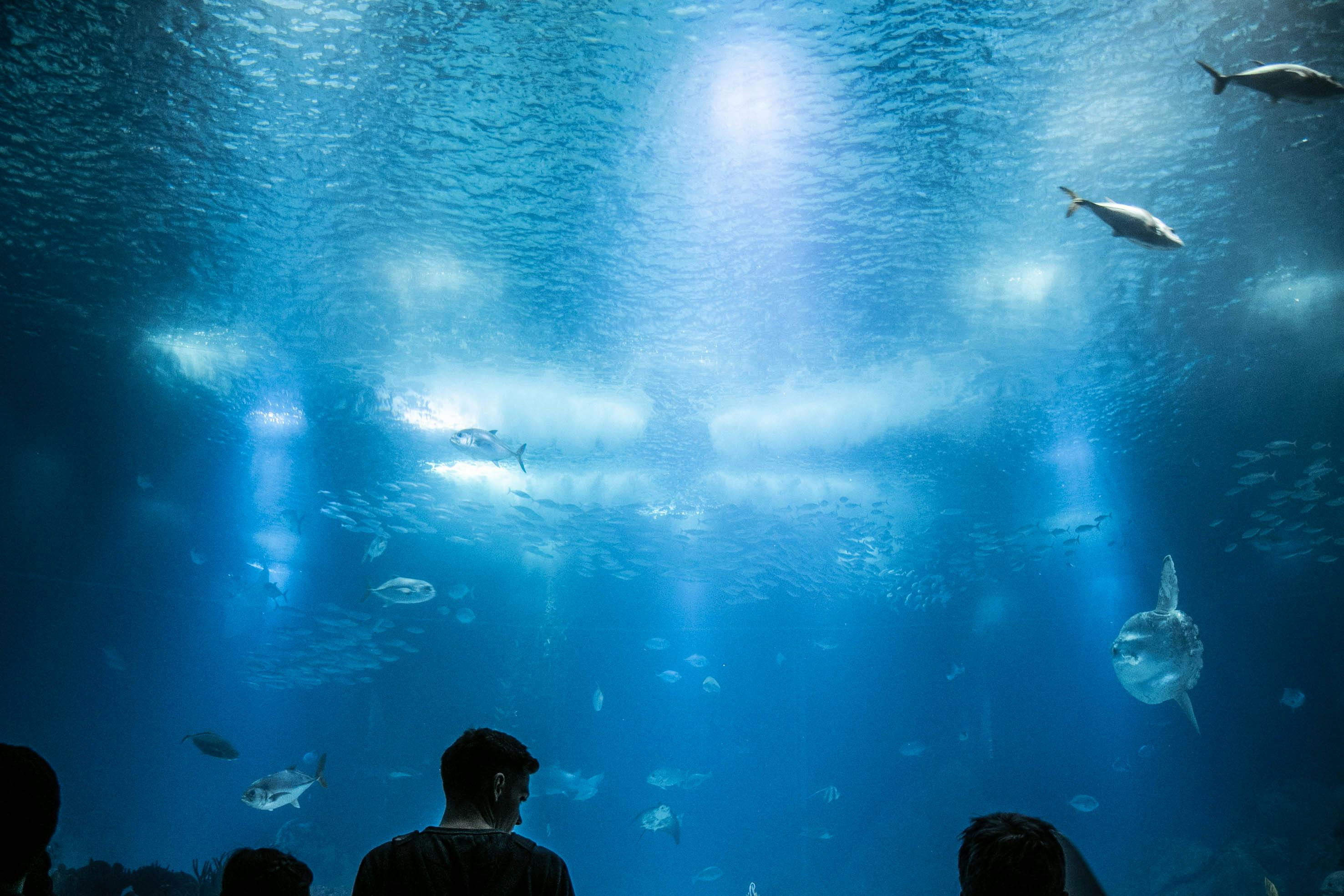 A Huge Aquarium In A Park · Free Stock Photo