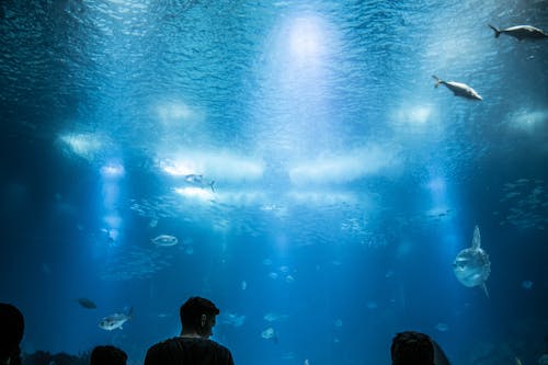 Gratis lagerfoto af akvarium, bevægelse, blåt vand Lagerfoto