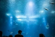 在里斯本水族馆蔚蓝的水下探索多样化的海洋生物