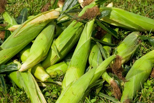 Free A close-up image of freshly harvested organic corn piled on green grass in bright daylight. Stock Photo