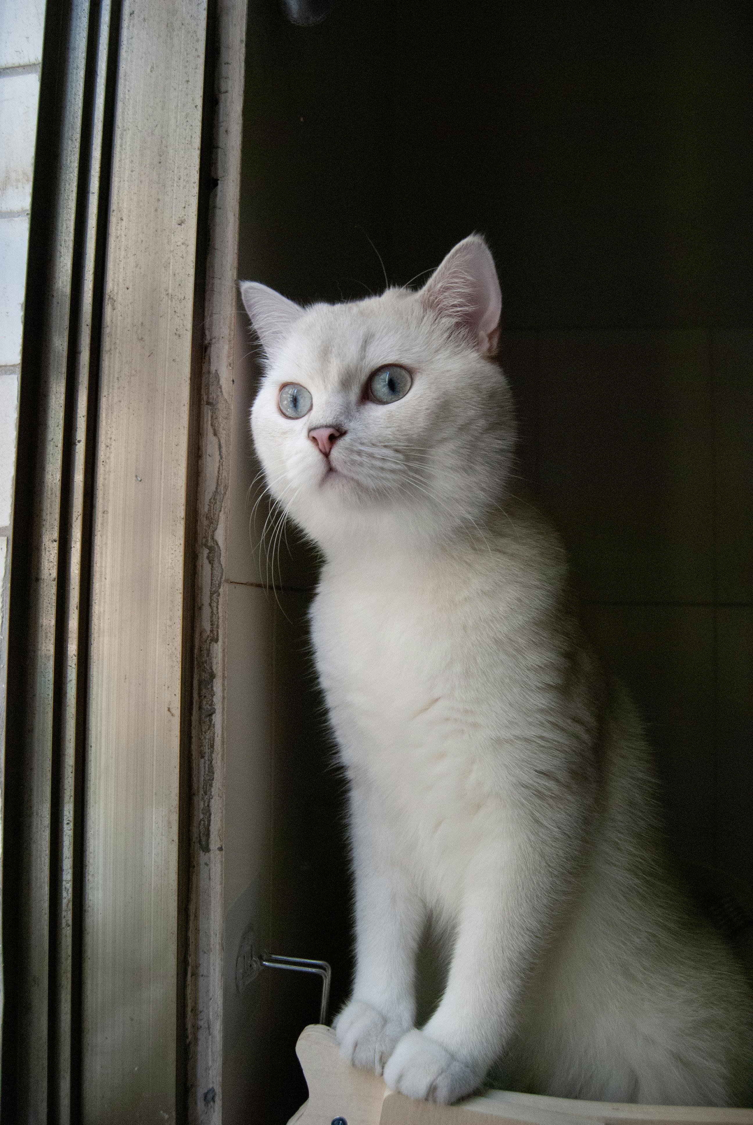 苏格兰折耳猫 - 猫咪