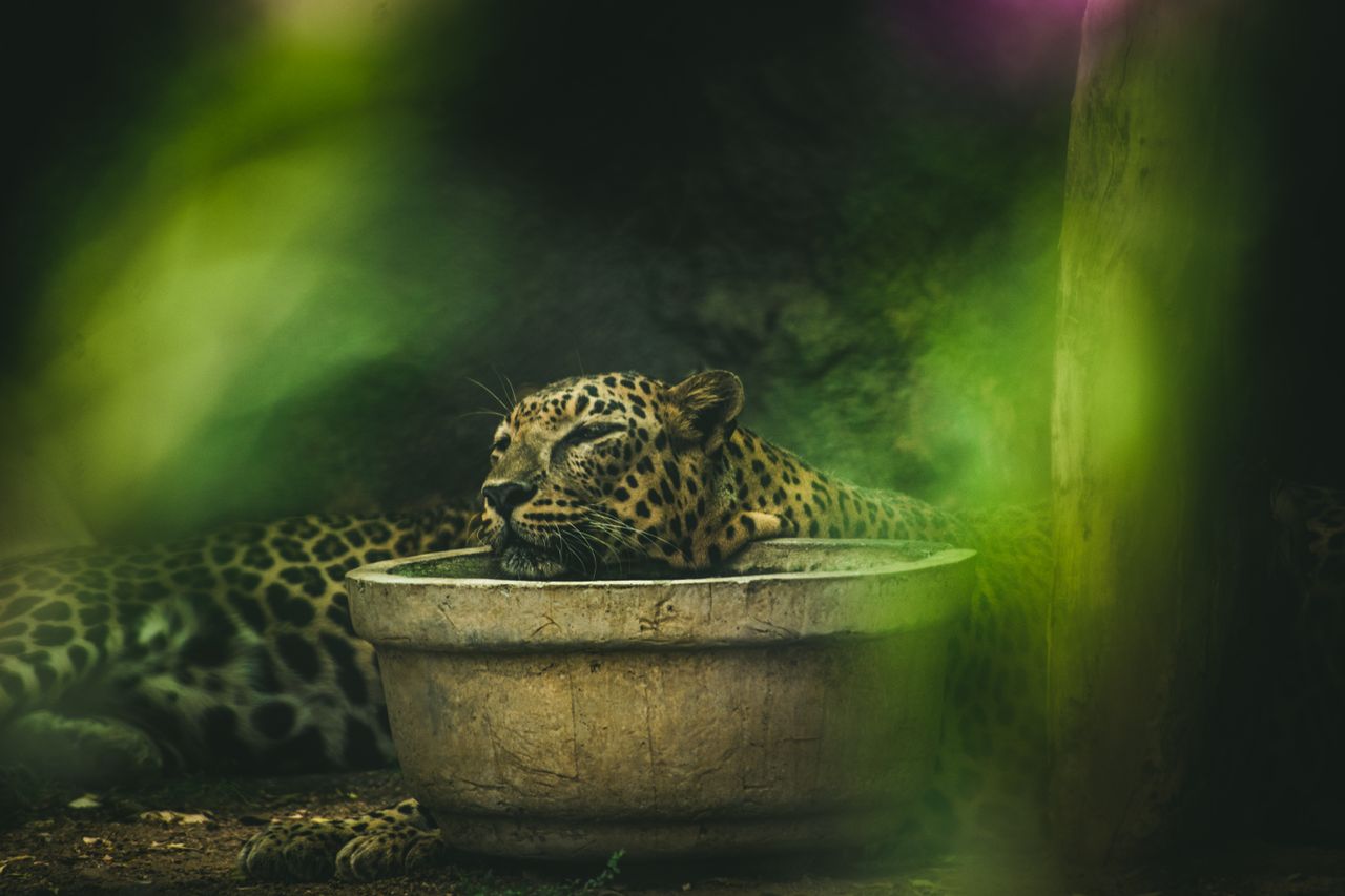 a leopard peacefully resting next to a stone basin surrounded by green