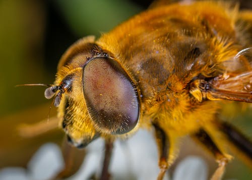 Macro Photography  of An Insect