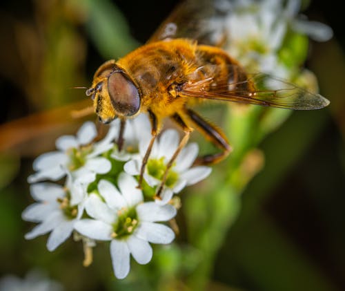 Fly on Flower