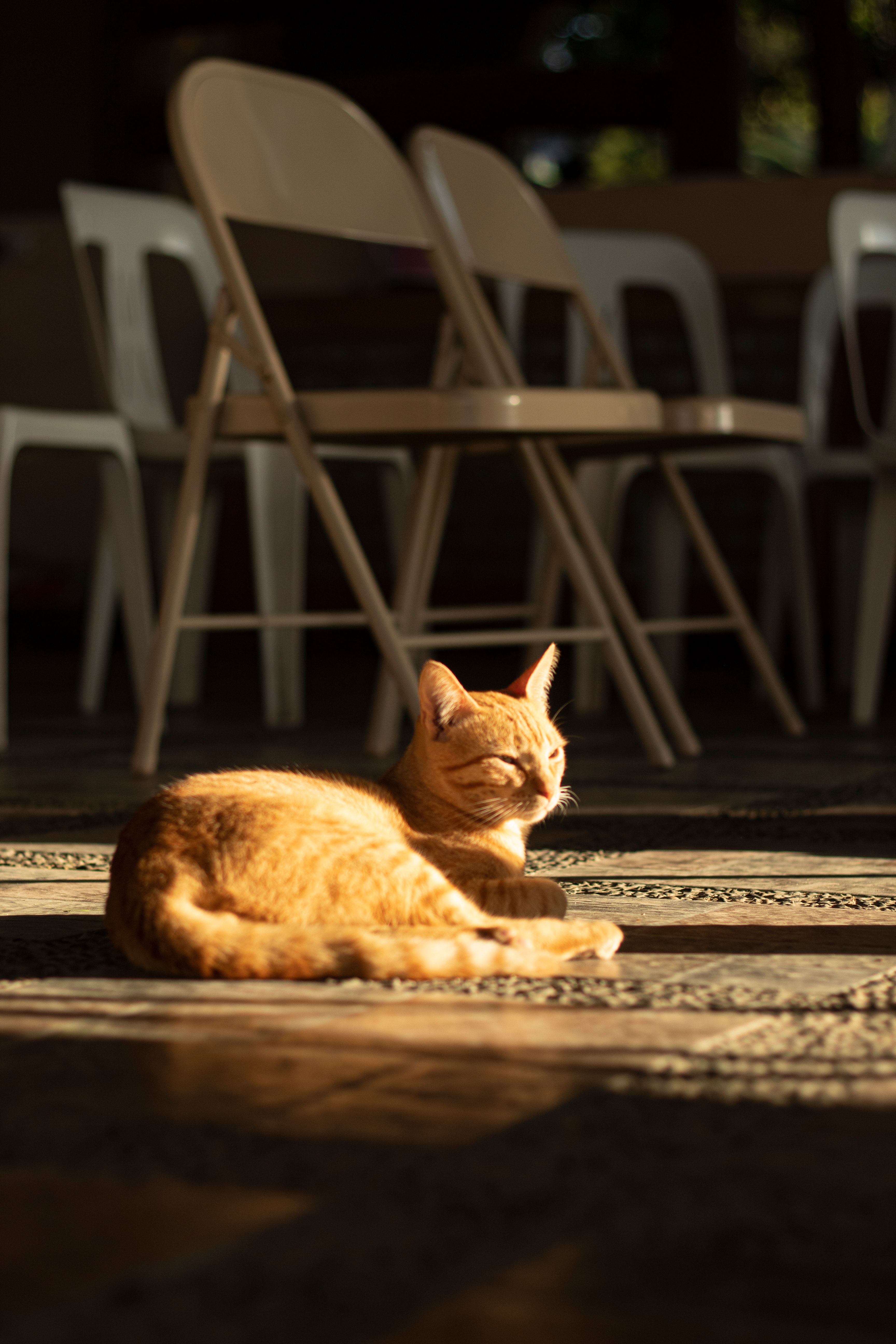 A cat laying on the floor in a room · Free Stock Photo