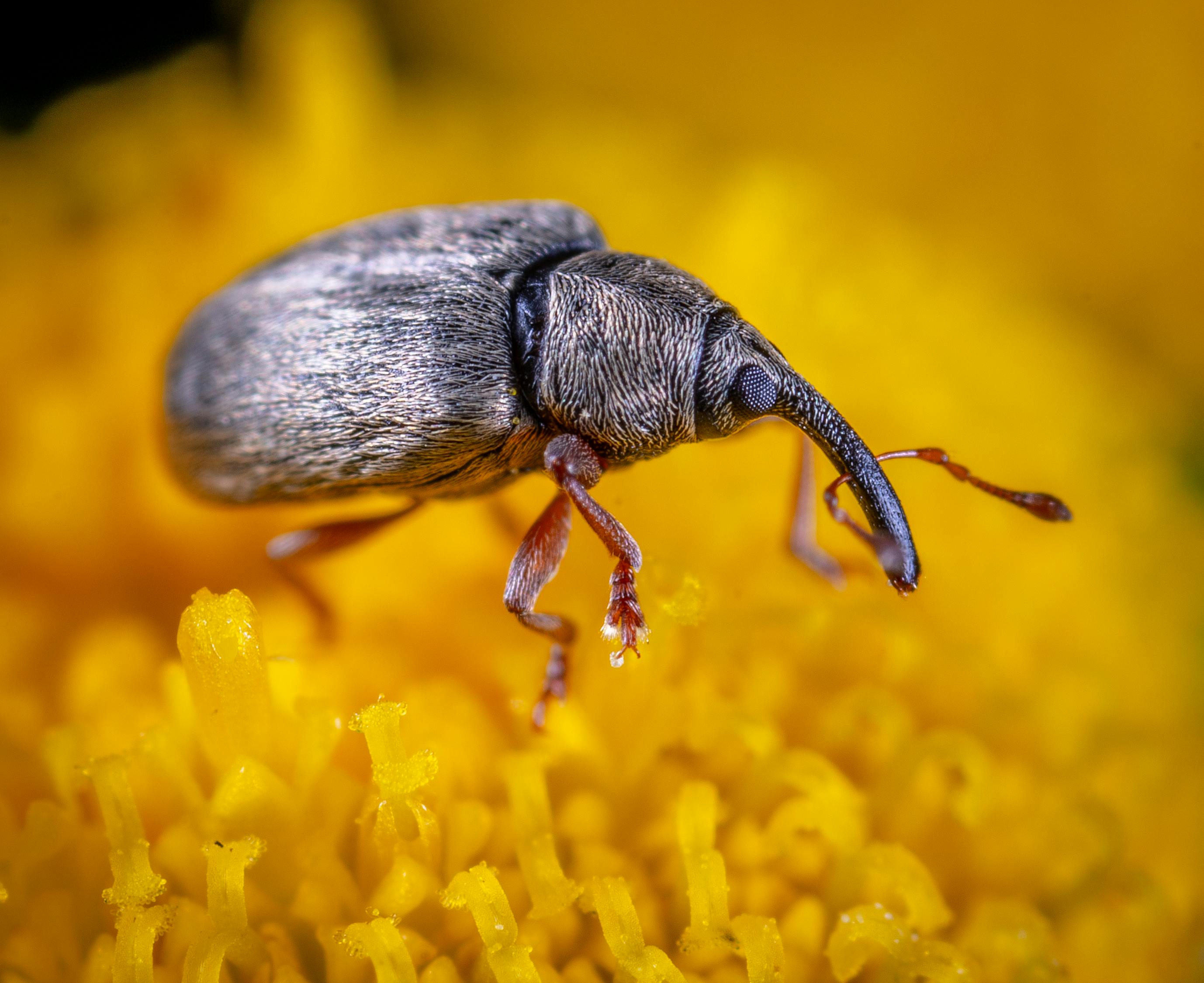 Black Beetle · Free Stock Photo