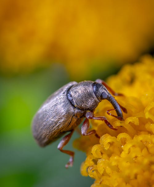 Безкоштовне стокове фото на тему «Beetle, Безхребетні, біологія» стокове фото