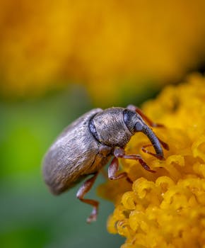 一只棕色甲虫坐在一朵亮黄色花朵上的特写镜头，展现了它细腻的纹理
