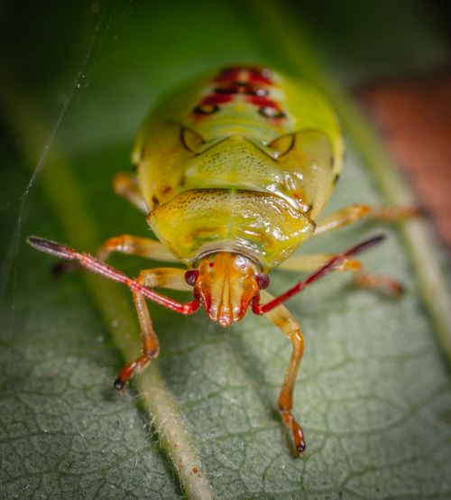 Free Detailed macro photograph of a green shield bug on a leaf, showcasing its vibrant colors and intricate patterns. Stock Photo
