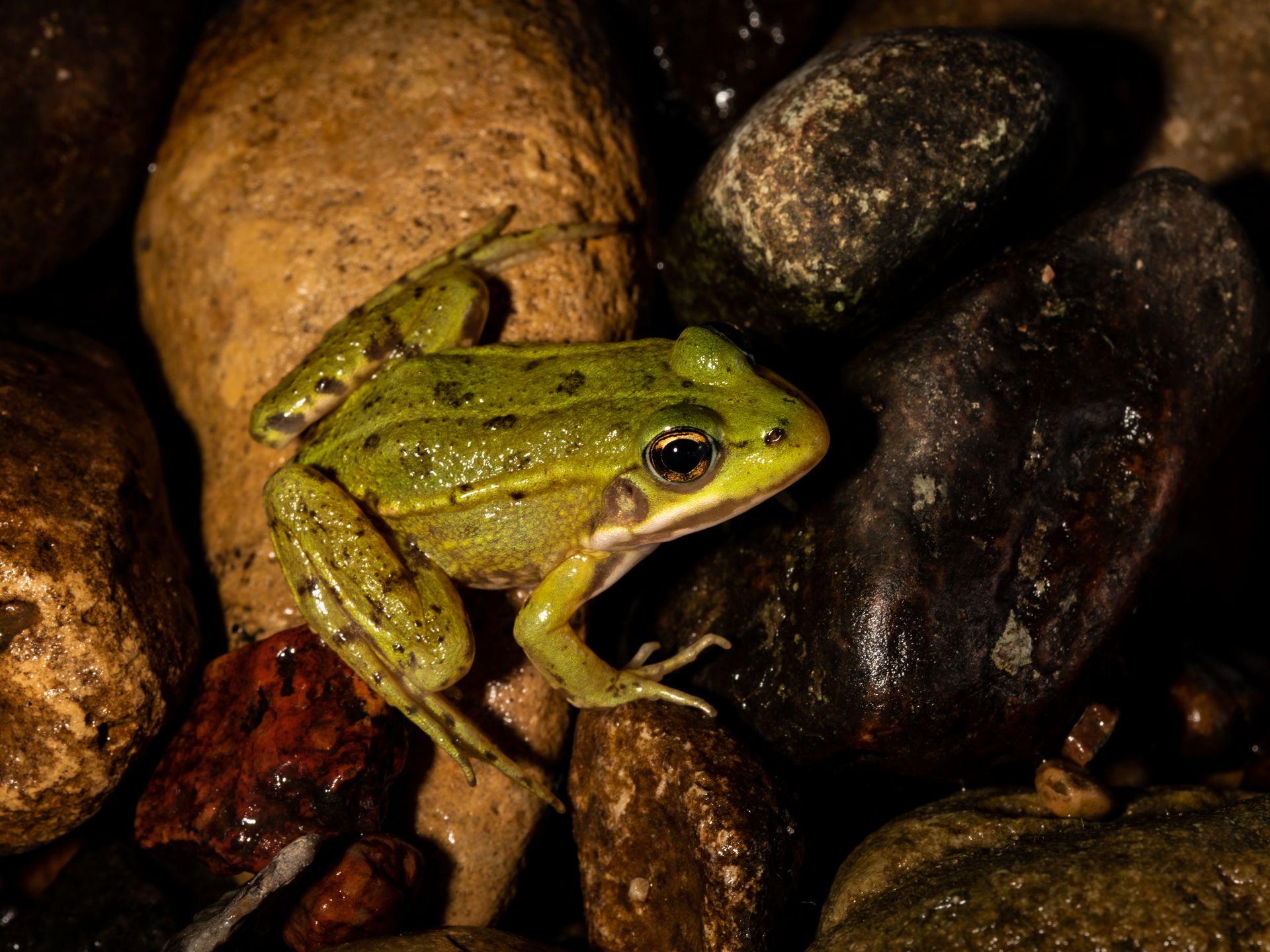 Pool Frog - Amphibian