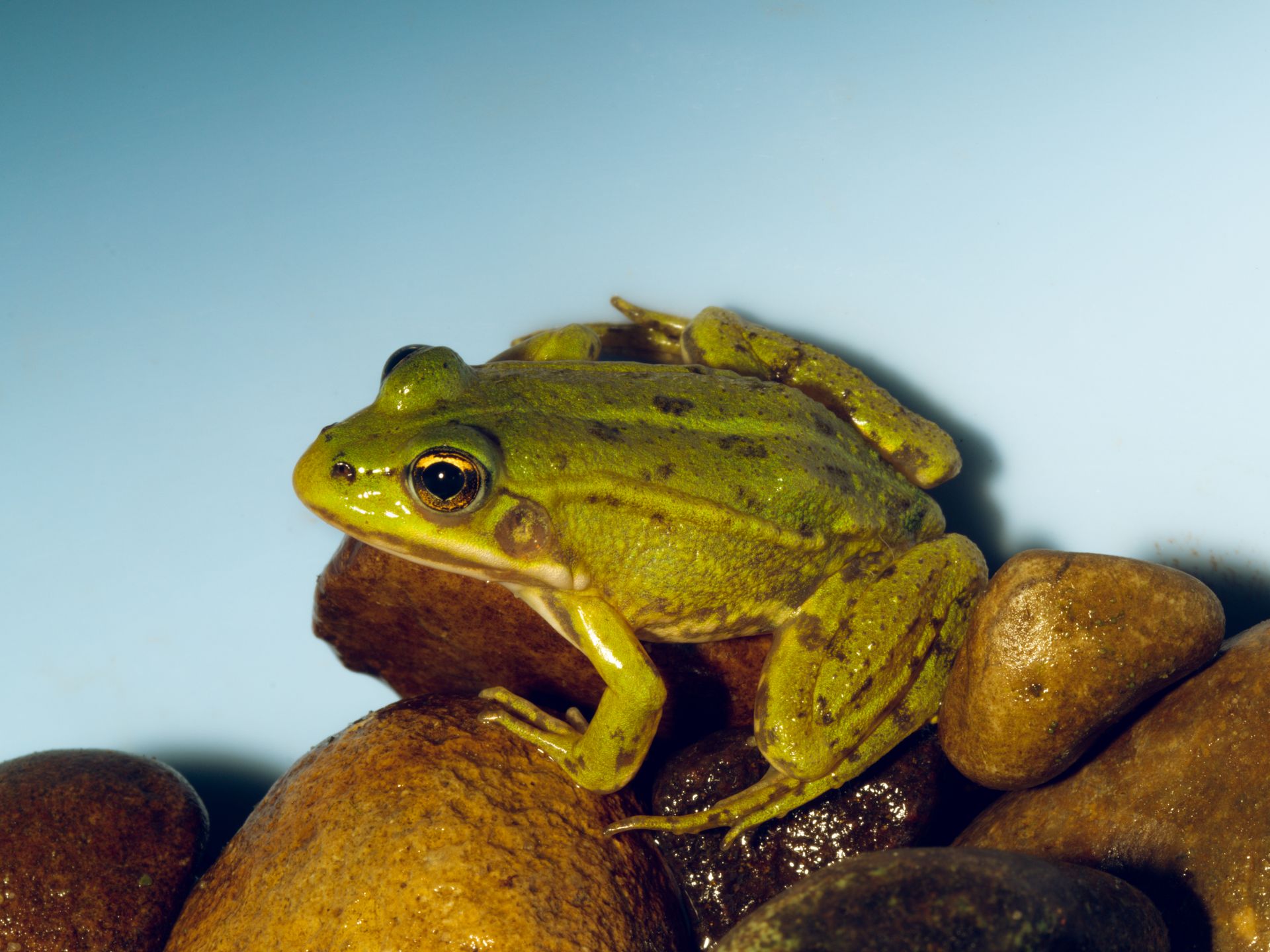 Pool frog - Amphibian