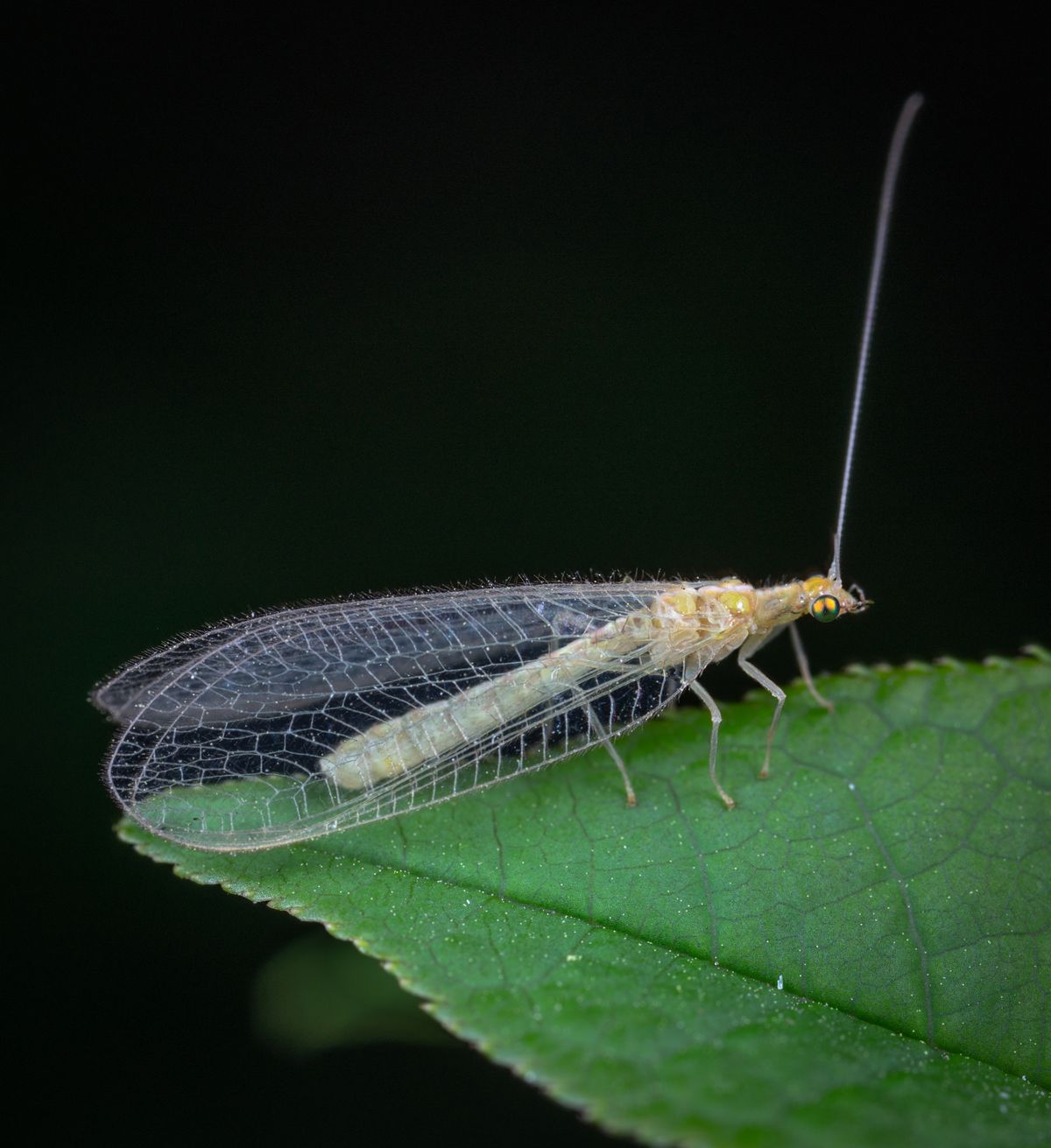 Florfliege mit durchsichtigen, netzartig geaderten Flügeln sitzt auf einem grünen Blatt