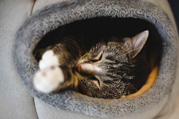 =^_^= Котики =^_^= - Страница 37 Free-photo-of-a-cat-sleeping-in-a-cat-bed