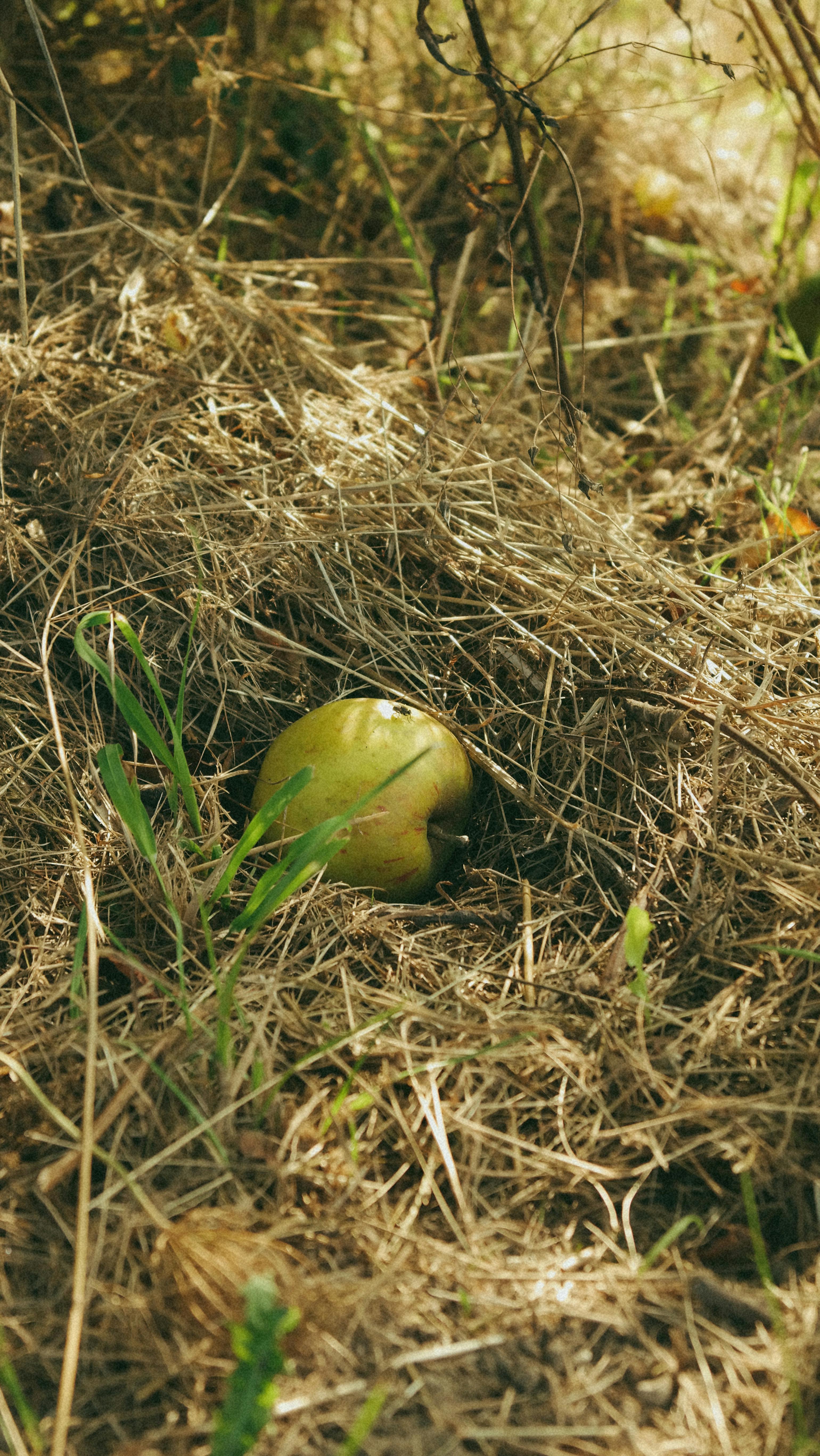 a yellow apple in a nest of grass