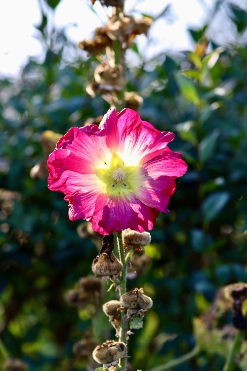 Free Close-up of a pink hollyhock flower blooming in a summer garden on a sunny day. Stock Photo