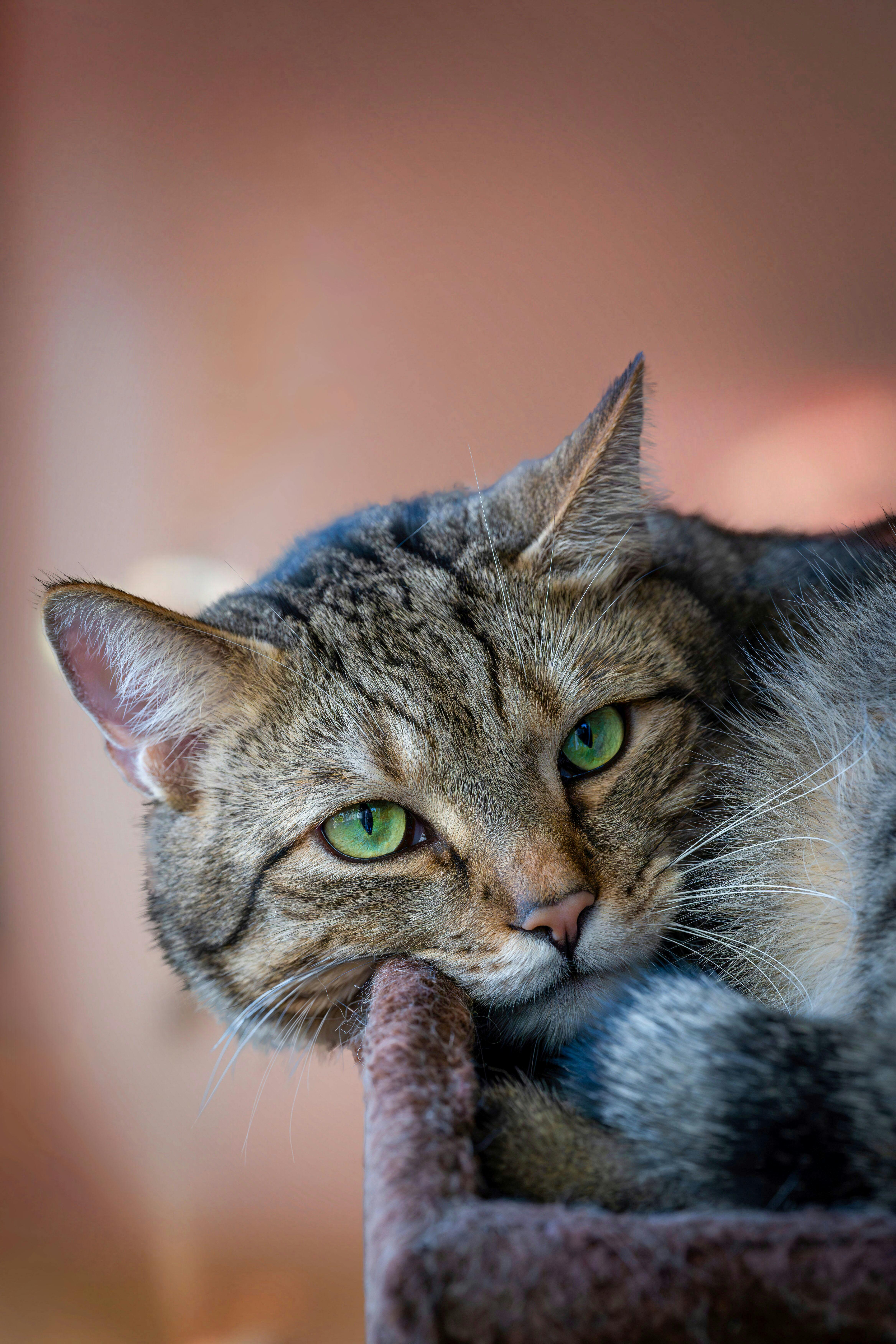 Nahaufnahme Katerchen