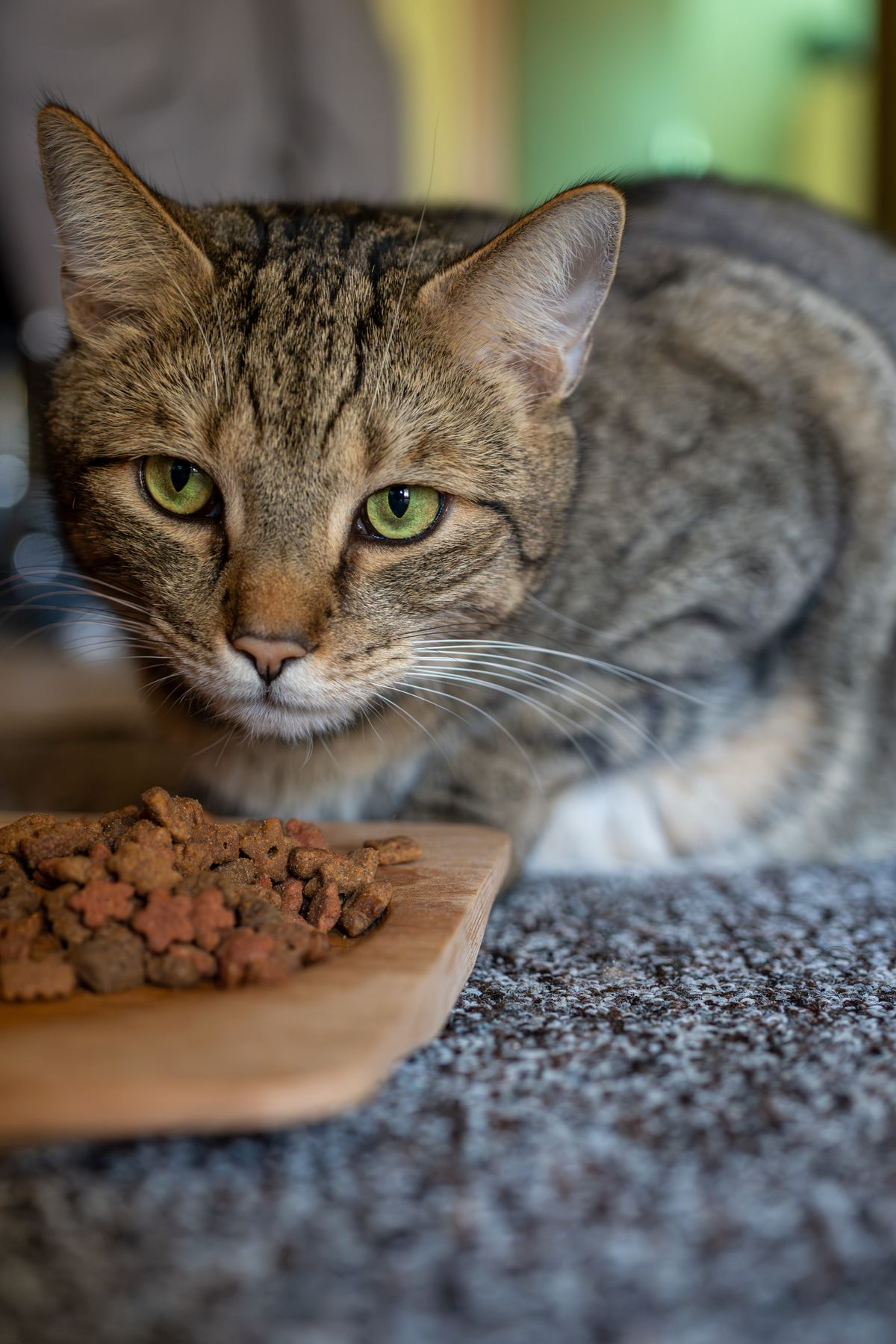 Cat looking alert near a feeding area