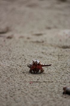 Hermit crab walking on sandy beach, showcasing marine life in natural habitat.