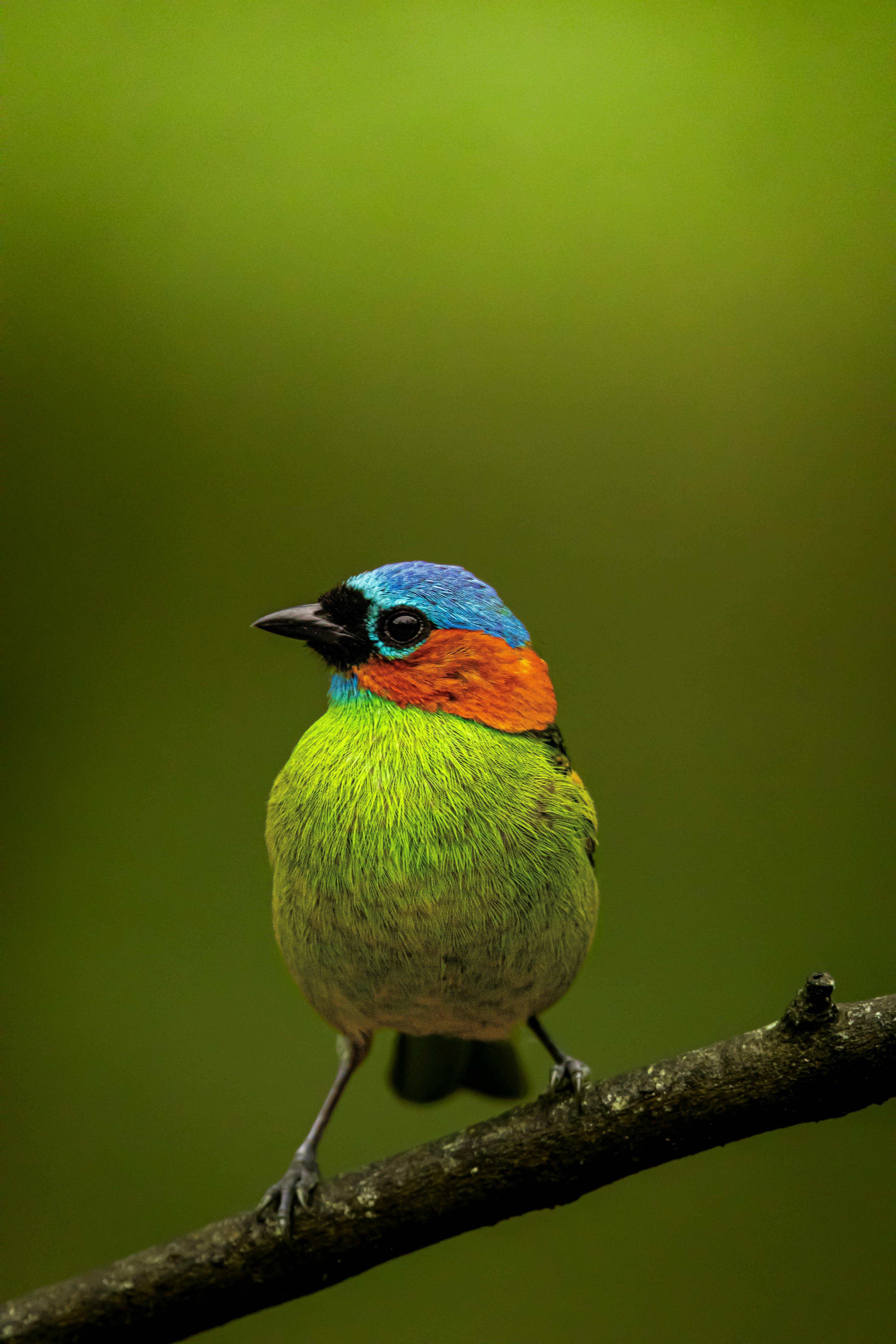 A vibrant bird with multicolored plumage seated on a branch against a green backdrop.