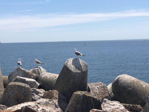 Free stock photo of azure, gulls, heaven