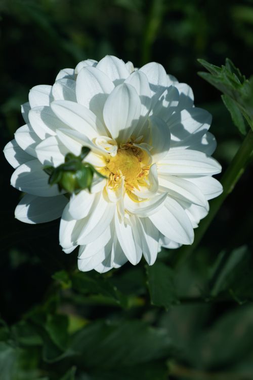 Free A pristine white dahlia blooming outdoors in summer, highlighting its delicate petals. Stock Photo