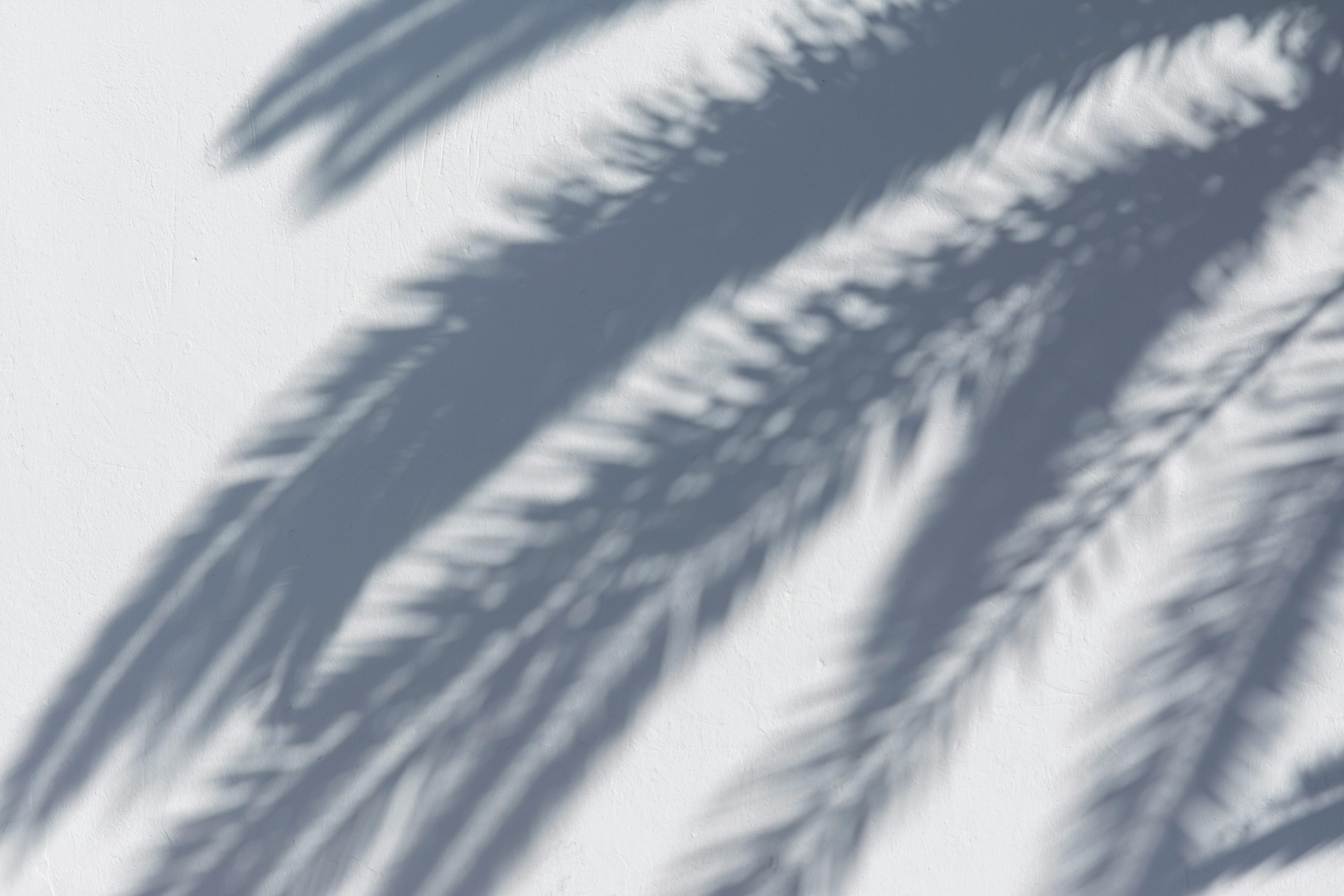 Soft shadows of palm fronds create an abstract pattern on a white wall, evoking a warm, serene atmosphere.