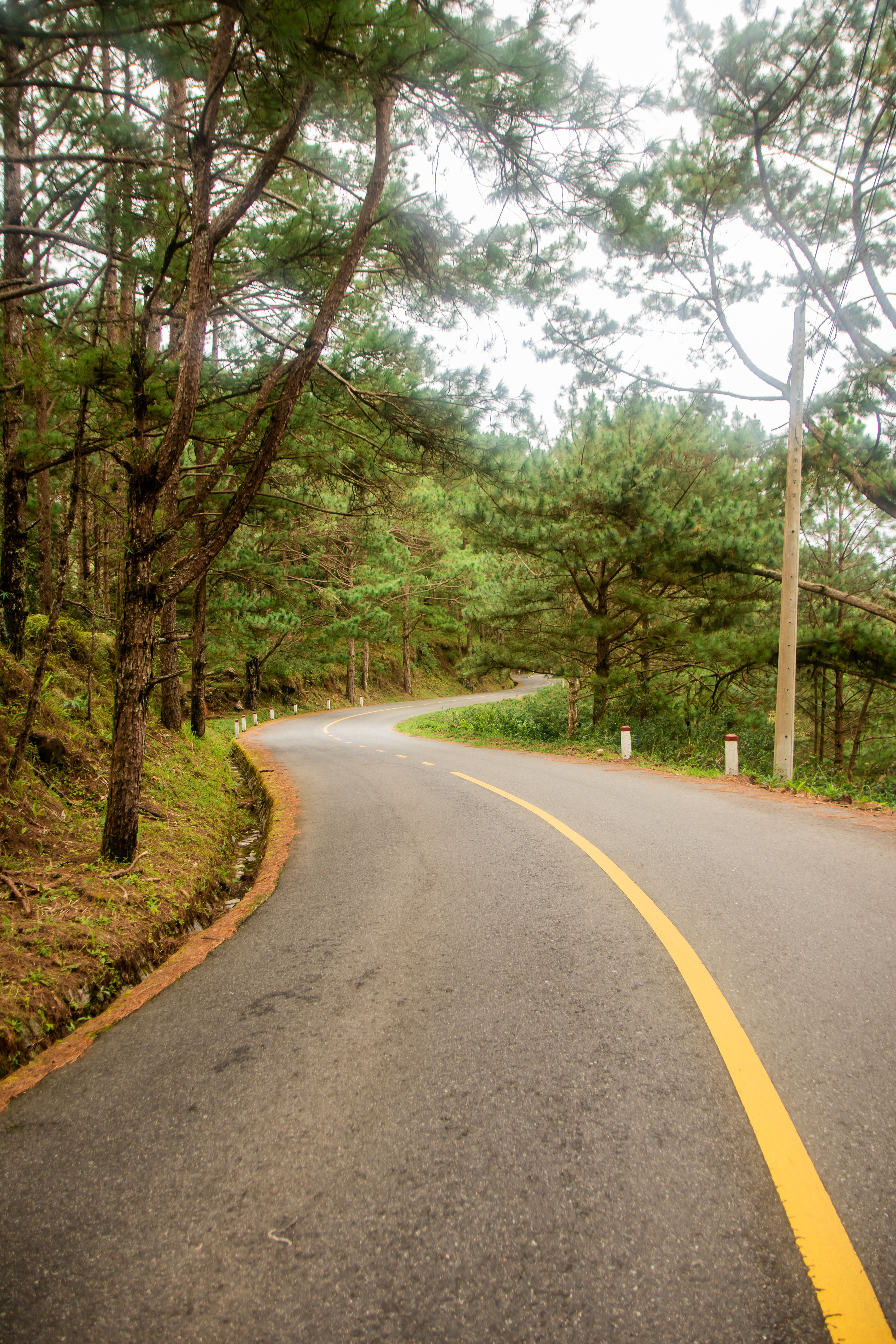 A curved road in the woods with trees on both sides · Free Stock Photo