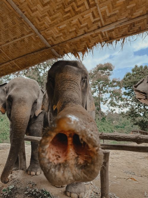 Free Close-up of elephants at a sanctuary in Chiang Mai, Thailand, showcasing their curiosity and gentle nature. Stock Photo