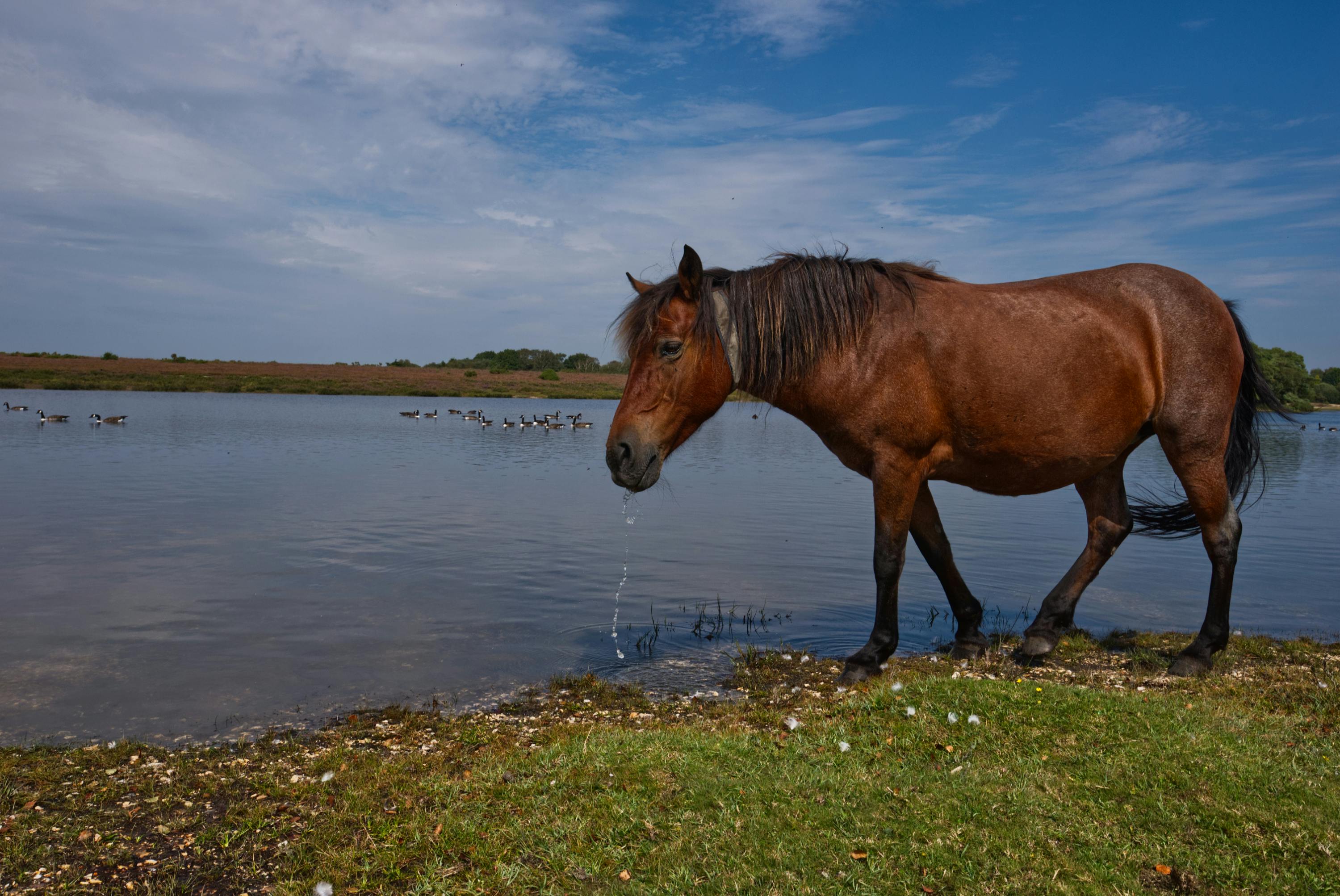 Historic heavy horse breed conservation