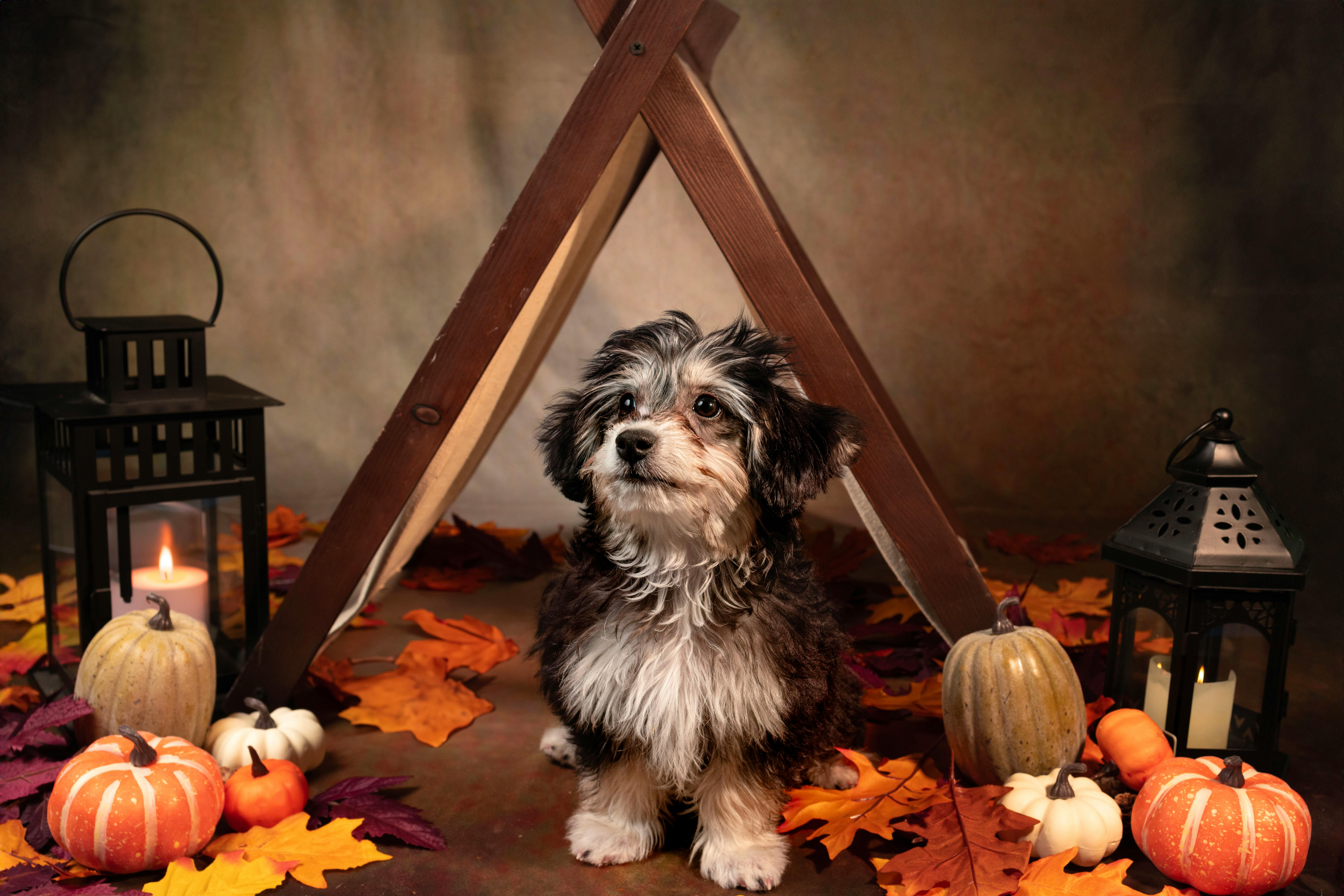 Cute puppy surrounded by pumpkins and lanterns, perfect for fall or Halloween themes.