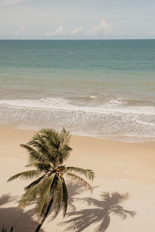 Free Relaxing tropical beach scene with a palm tree and gentle ocean waves. Stock Photo