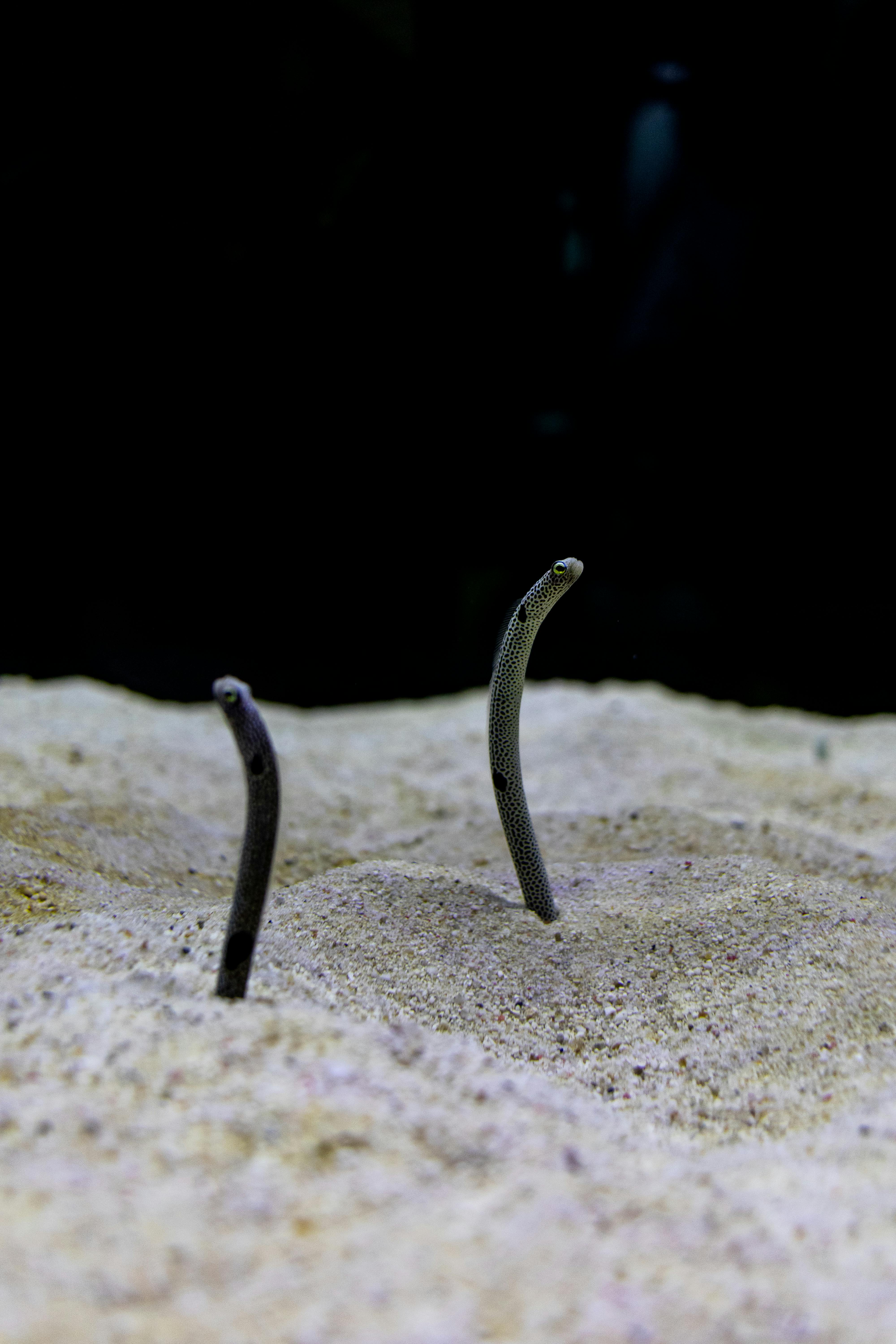 A serene view of garden eels emerging from sand in an aquarium setting.